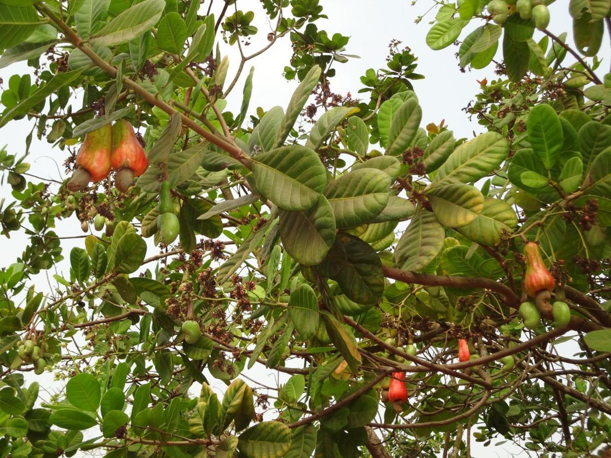 The Enchanting Nest Borim Εξωτερικό φωτογραφία
